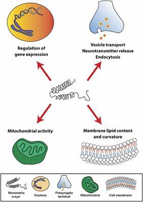 From Synaptic Protein to Prion: The Long and Controversial Journey of α-Synuclein